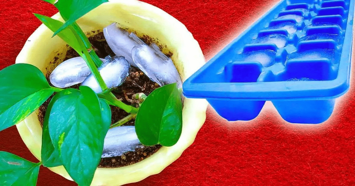 cubos de gelo em vasos de plantas