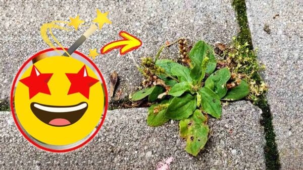 misturas diferentes para eliminar ervas daninhas