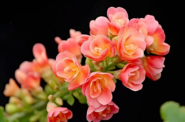 3. Kalanchoe