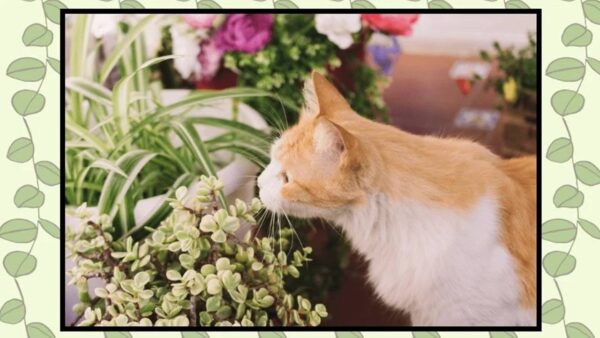 Evite ter essas plantas em casa porque podem ser tóxicas para crianças e gatos