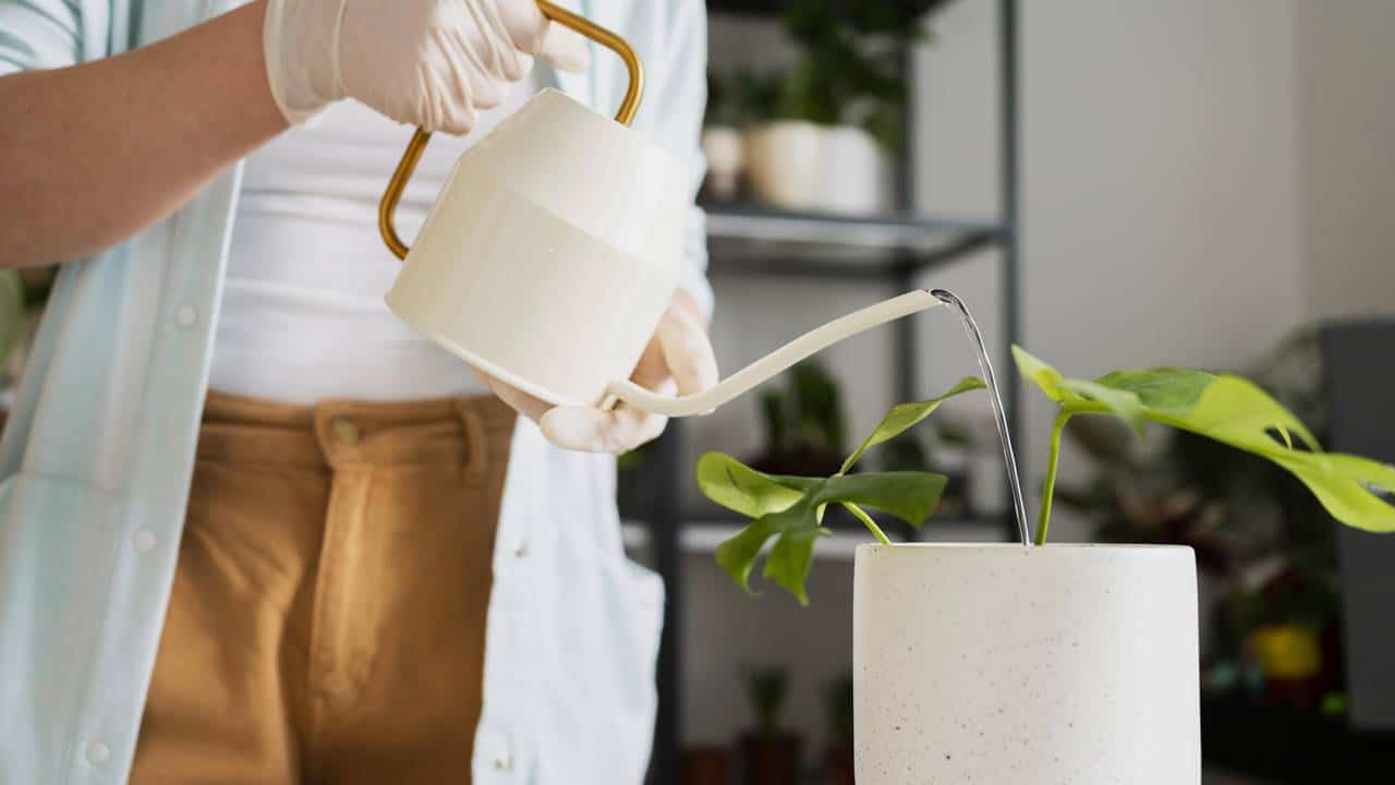 Uma xícara deste fertilizante com camomila que salvará suas plantas secas!