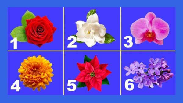 Teste: Escolha sua flor