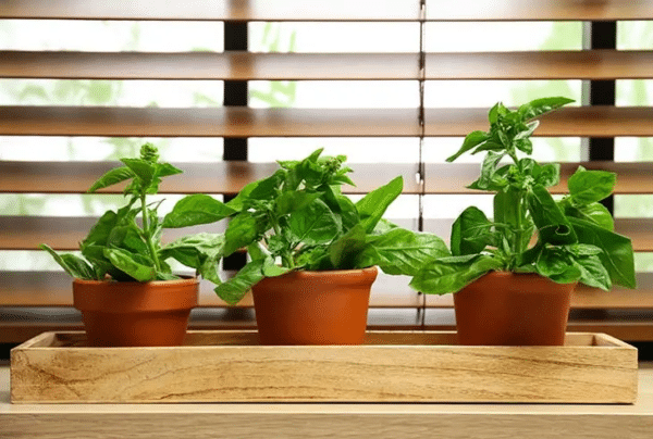 Poderosa planta da sorte que atrai dinheiro