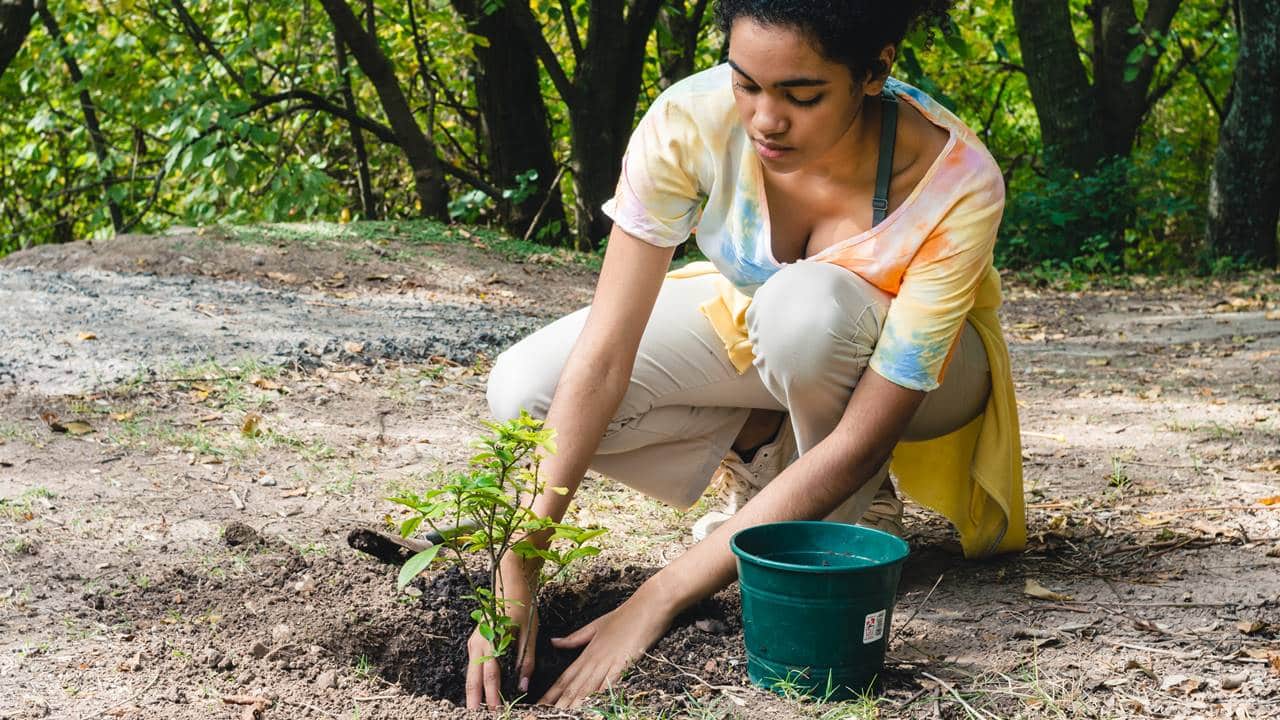 Qual é o melhor fertilizante para ter árvores frutíferas