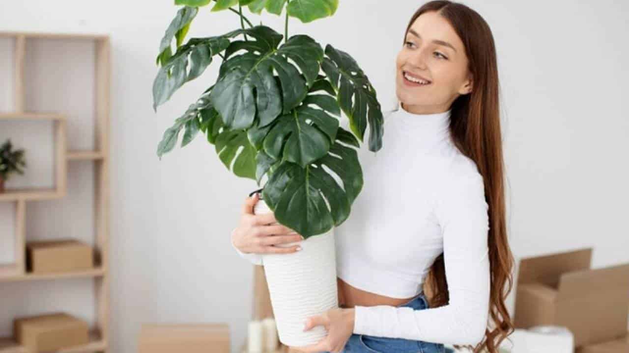 plantas poderosas colocar na entrada da sua casa