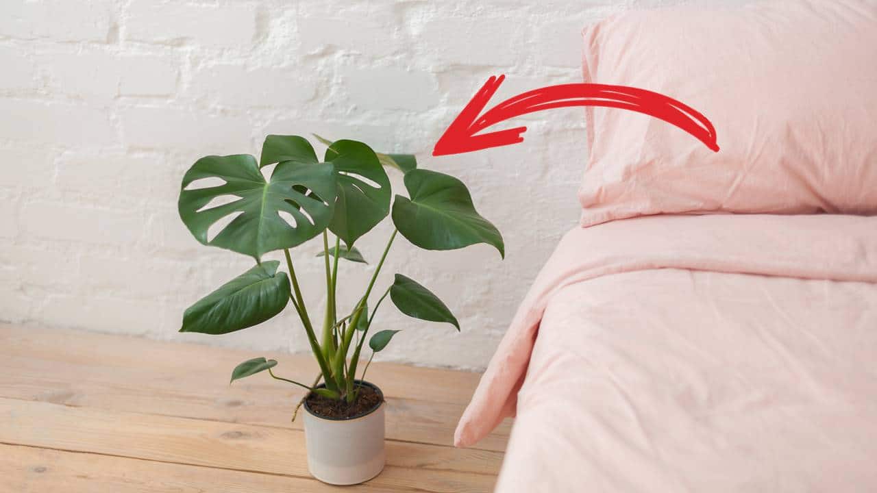 plantas nunca deve colocar no quarto