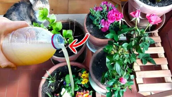 coisas que fazem suas plantas crescerem rápido