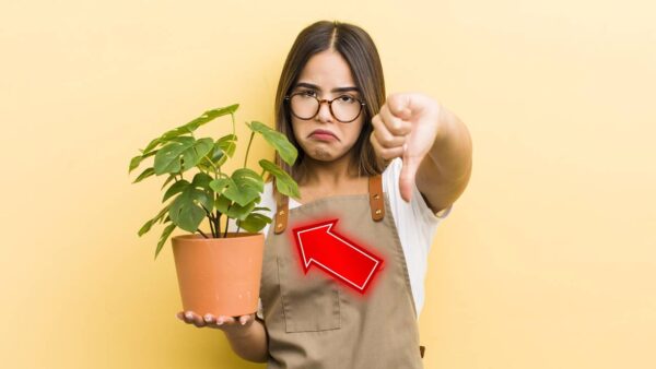 erros que você comete com suas plantas