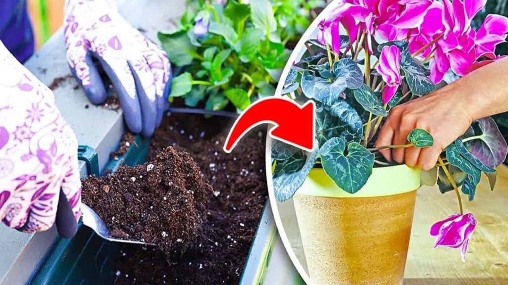 plantas para crescer no jardim