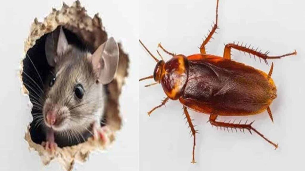 Mistura infalível para se livrar de ratos e baratas em sua casa