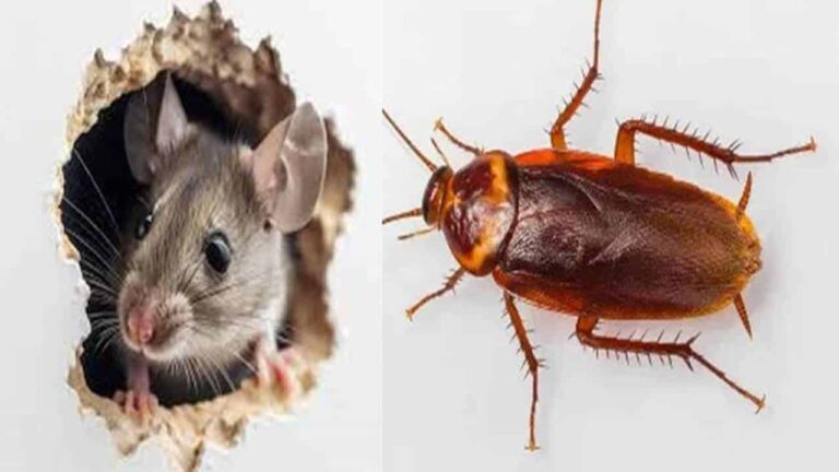 Mistura infalível para se livrar de ratos e baratas em sua casa