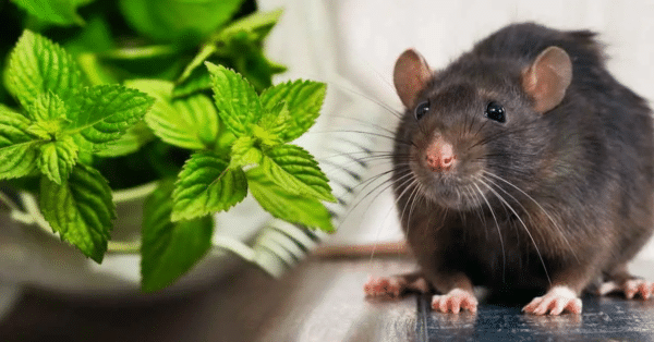 4 plantas eficazes que mantêm os ratos longe