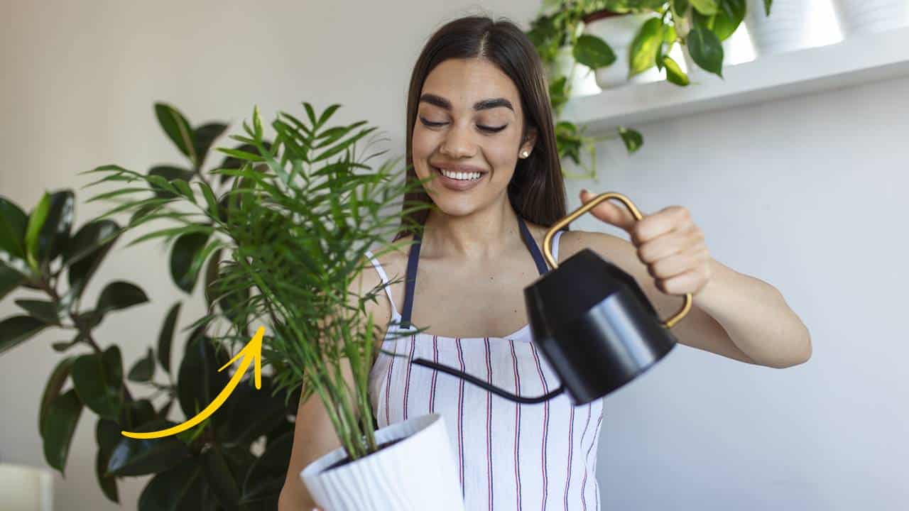 Qual o horário certo para regar plantas?