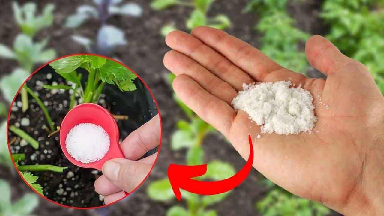 polvilhar sal em suas plantas