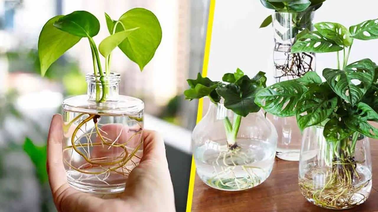 Como cultivar PLANTAS na água em casa 5 passos simples para fazer