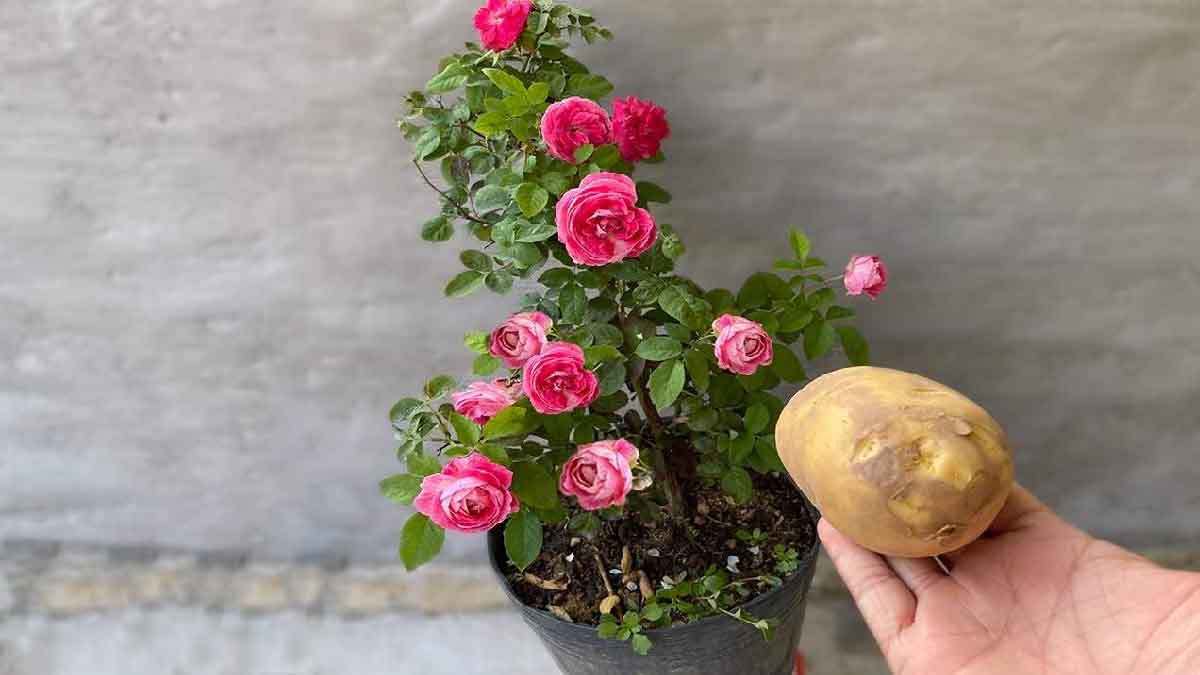 Deixe 1 batata no solo das suas plantas