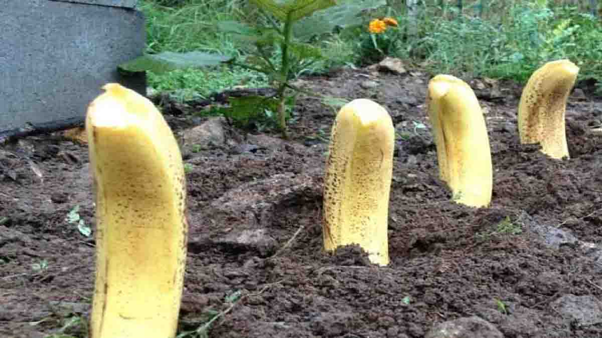 Enterrar 4 bananas no seu jardim