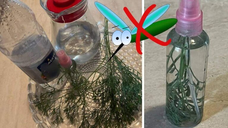 repelente caseiro não vai deixar os mosquitos