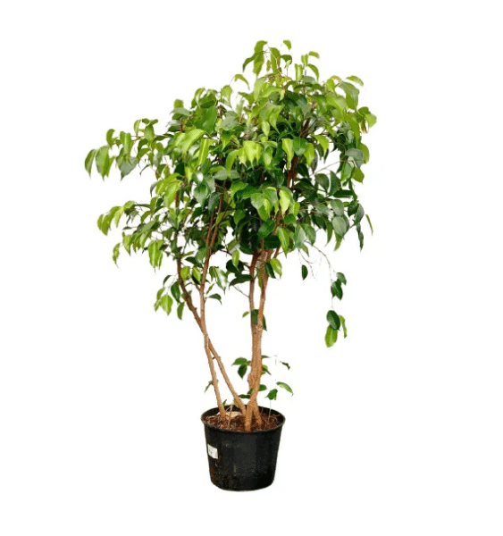 Ficus Benjamim