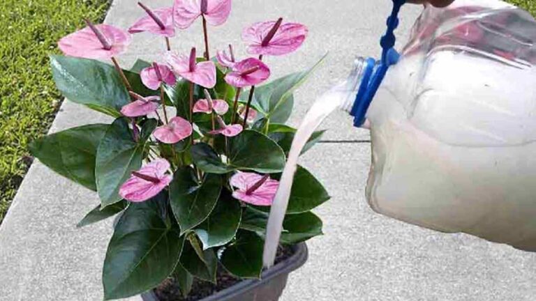 fortalecer suas plantas crescerem rápido