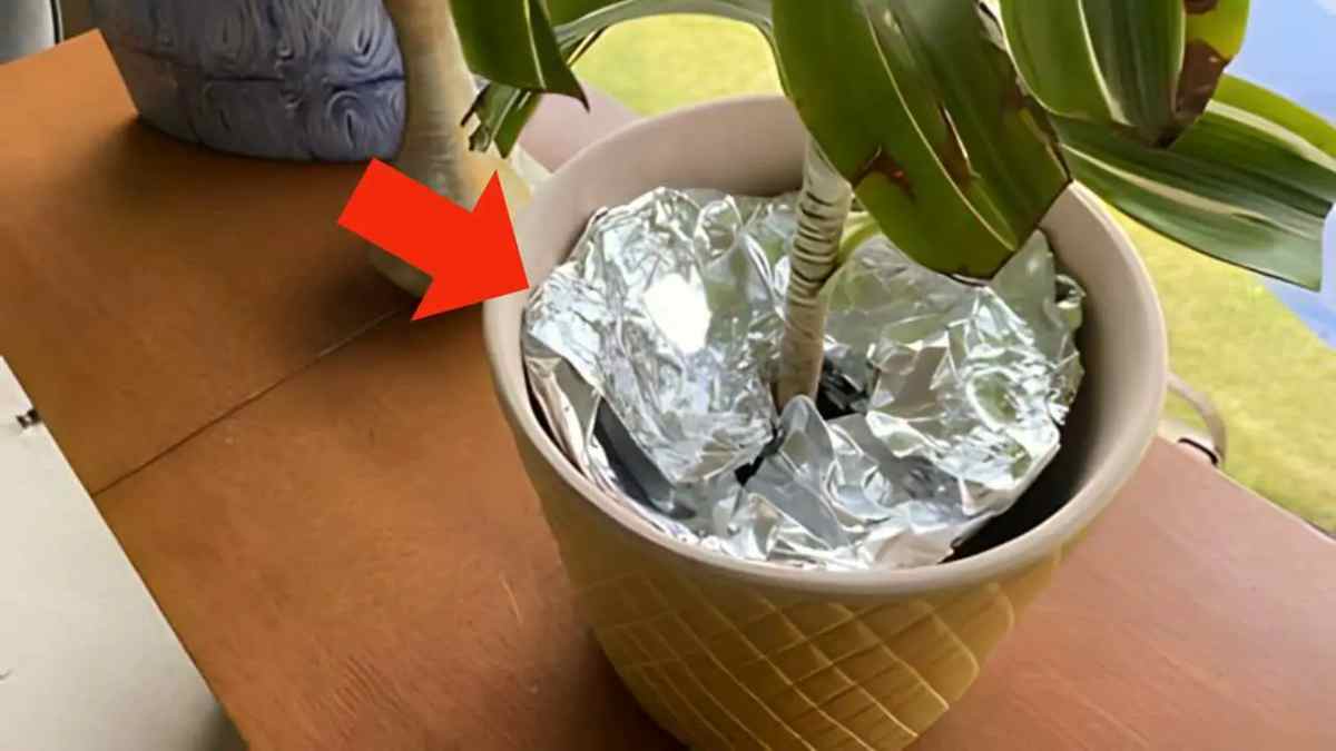 Folha de papel alumínio em vasos de flores