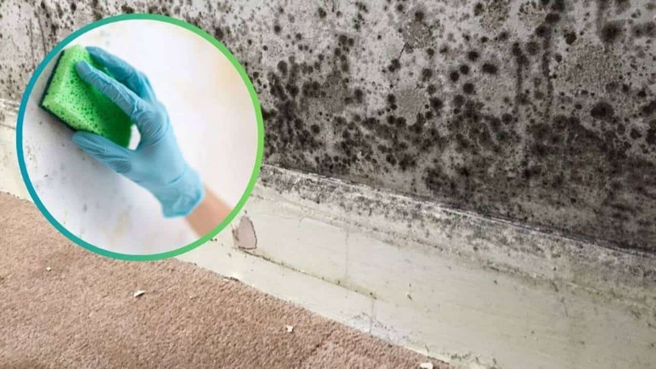 O que colocar nas paredes para evitar mofo