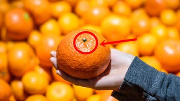escolher laranjas doces é simplesmente