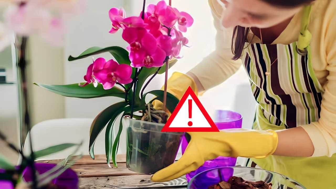 Orquídea: deve ser replantada imediatamente