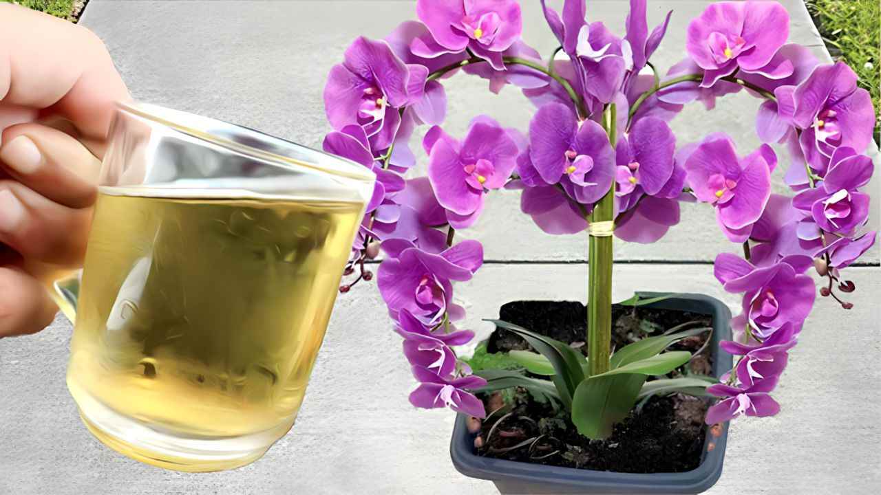 Este é o ingrediente que você precisa usar para regar suas orquídeas e fazê-las florescer