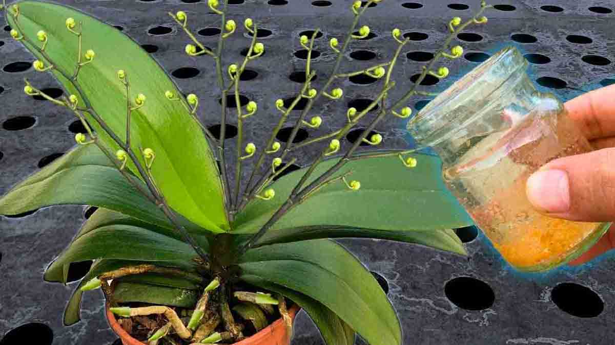 Regue todas as plantas com este líquido misterioso