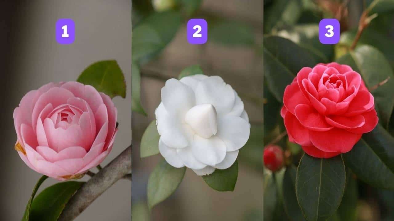 Teste: Escolha uma destas 3 flores