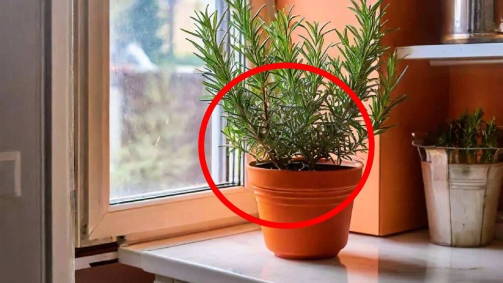 planta alecrim para atrair dinheiro