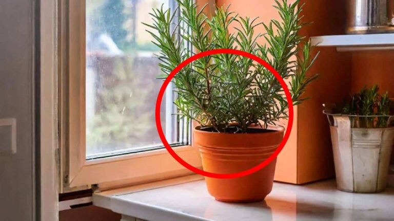 planta alecrim para atrair dinheiro