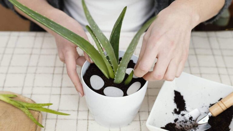 Essas são as plantas para afastar os invejoso