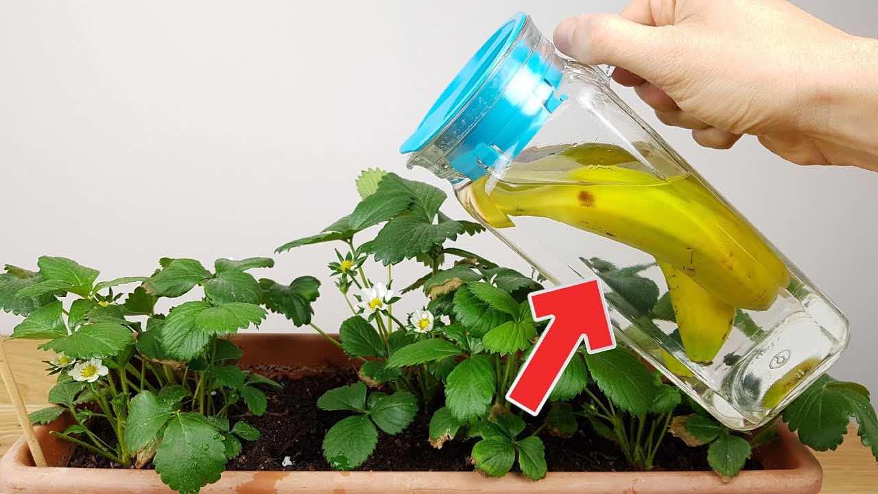 Se você regar as plantas da sua casa com isso