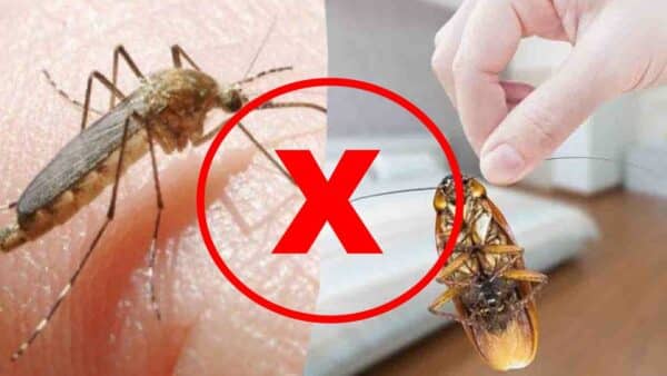 ingredientes não vai deixar baratas e mosquitos