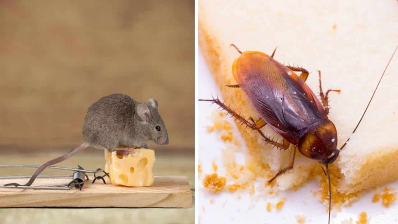 espantar baratas e ratos em casa com três ingredientes