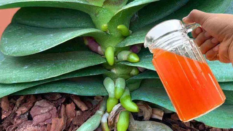 Uma xícara por mês desse líquido plantas fortes