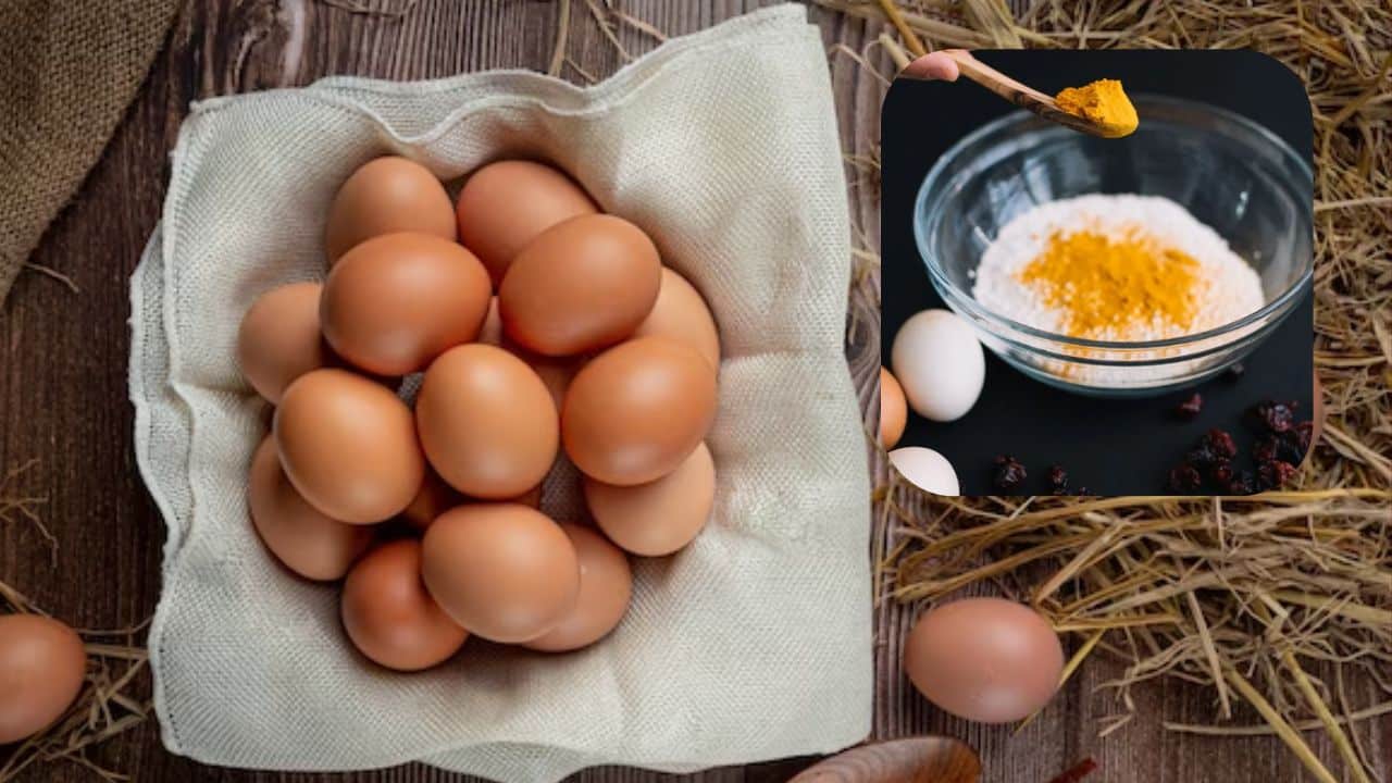 Veja as vantagens do ovo em pó