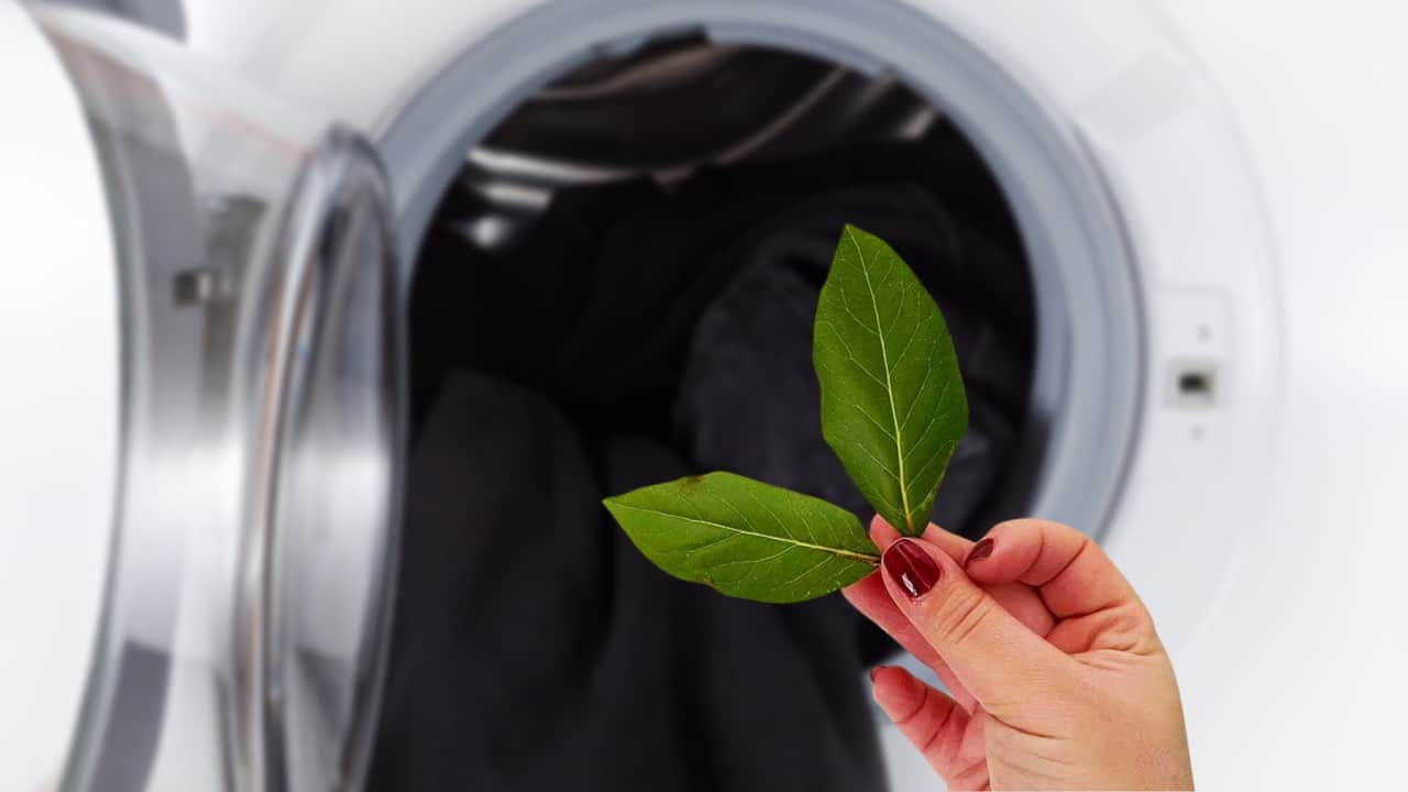 folhas de louro na máquina de lavar?