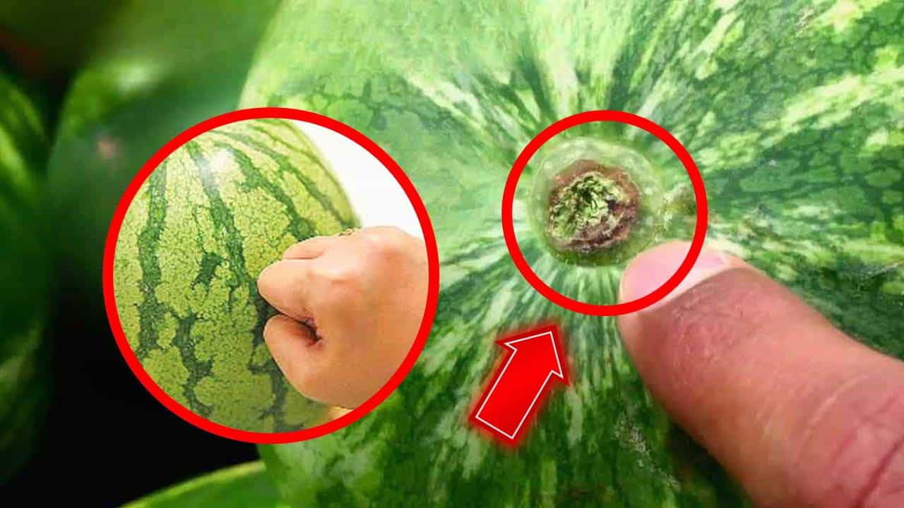 A técnica escolher a melancia mais doce!