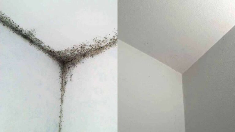 remédio para remover mofo do banheiro