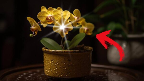 ter uma orquídea amarela em casa?