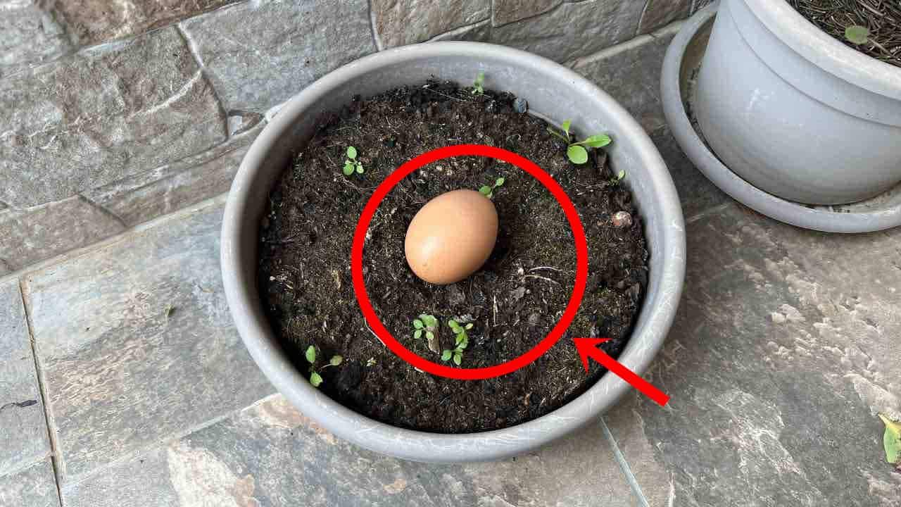 um ovo cru no solo e esperar 10 dias