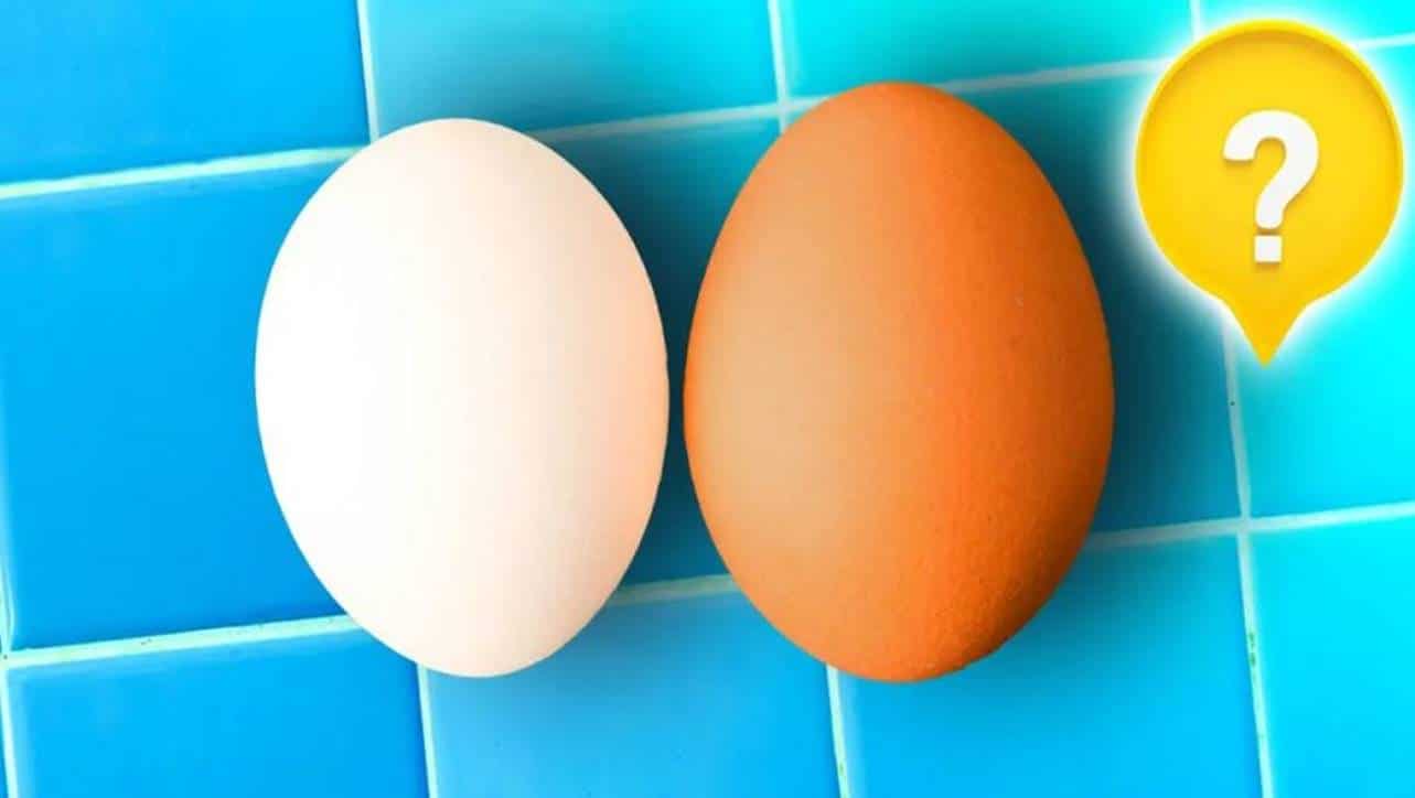 ovo branco e um ovo marrom?