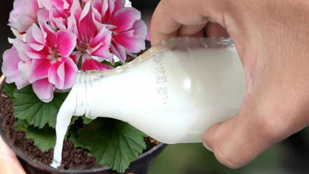 água planta florescer rapidamente