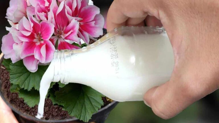 água planta florescer rapidamente