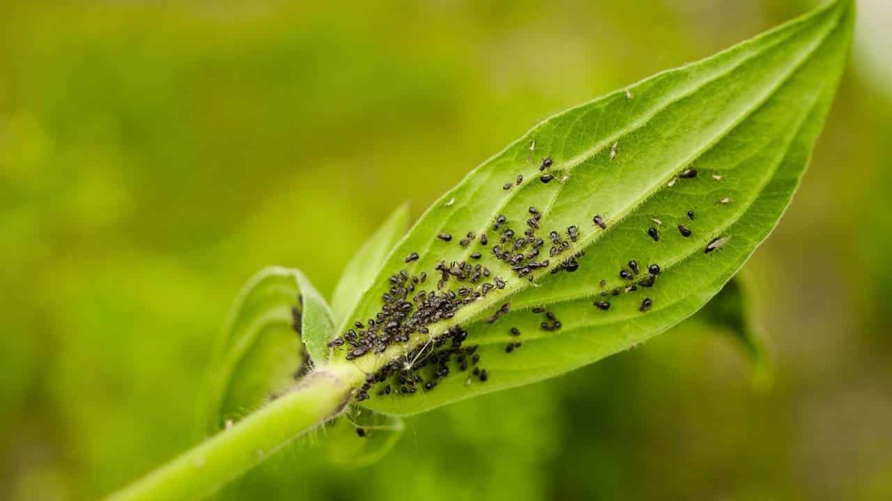 Erros que ajudam o jardim ficar com pragas!