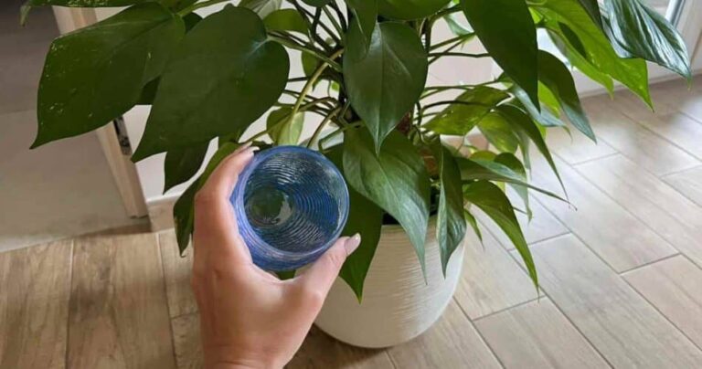1 colher de sopa de água oxigenada nas plantas,