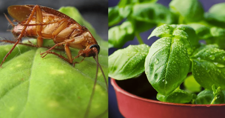 plantas para expulsar as baratas da sua casa